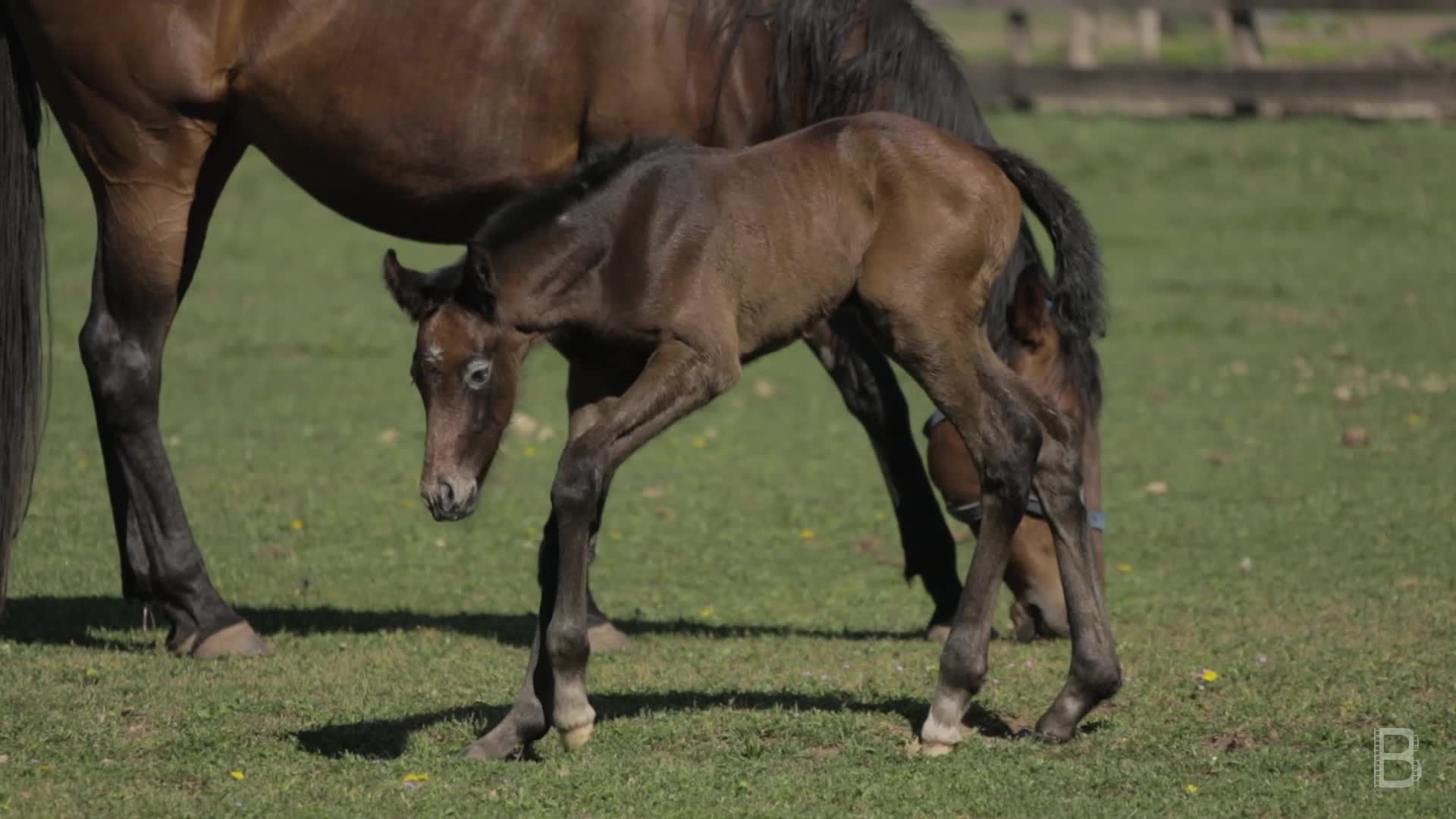 BELLA Presents: daily bello  S1 Ep39 Horse Farm