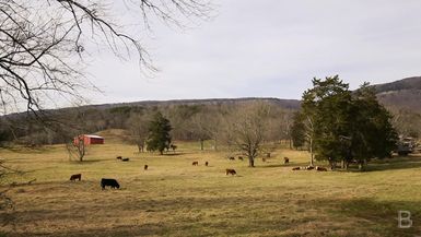 BELLA Presents: daily bello S1 Ep109 Cows in the field