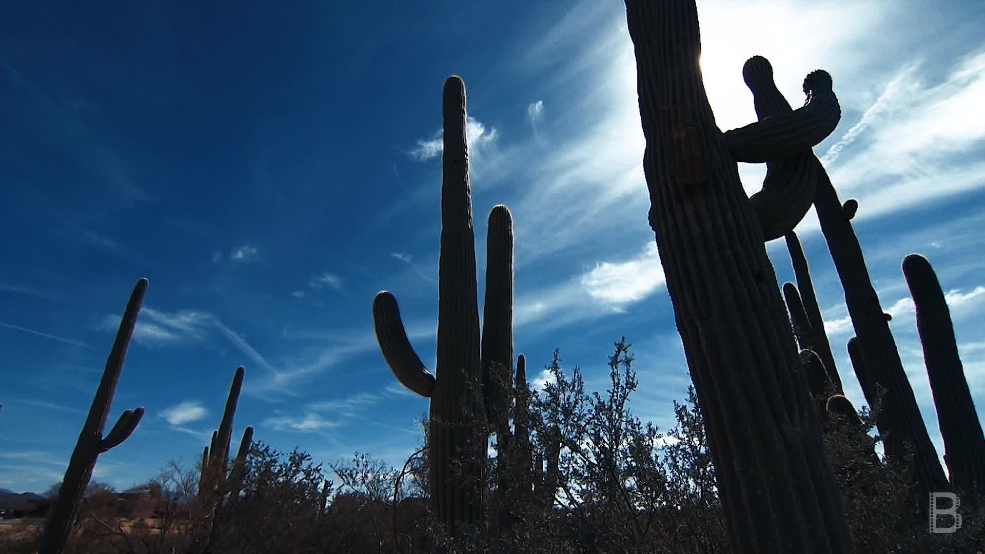 BELLA Presents: daily bello S1 Ep118 Cacti