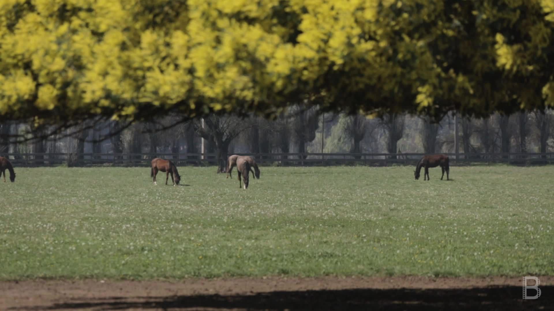 BELLA Presents: daily bello  S1 Ep41 Horses Field