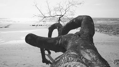 BELLA Presents: daily bello S1 Ep95 Nosara Beach Tree in Black & White