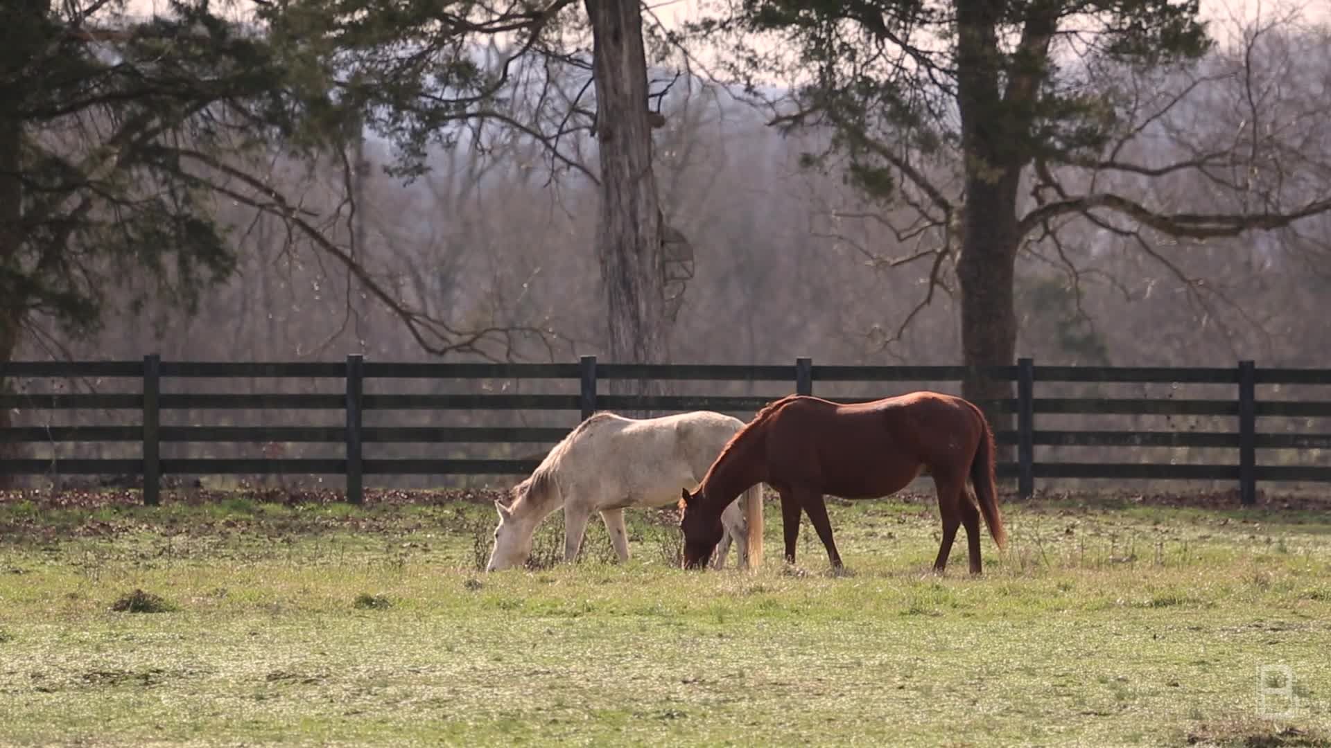 BELLA Presents: daily bello S1 Ep111 Horses in a calm evening