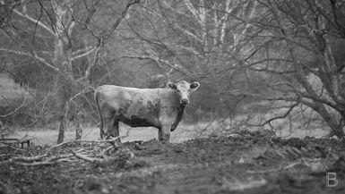 BELLA Presents: daily bello S1 Ep117 Cows in Black & White