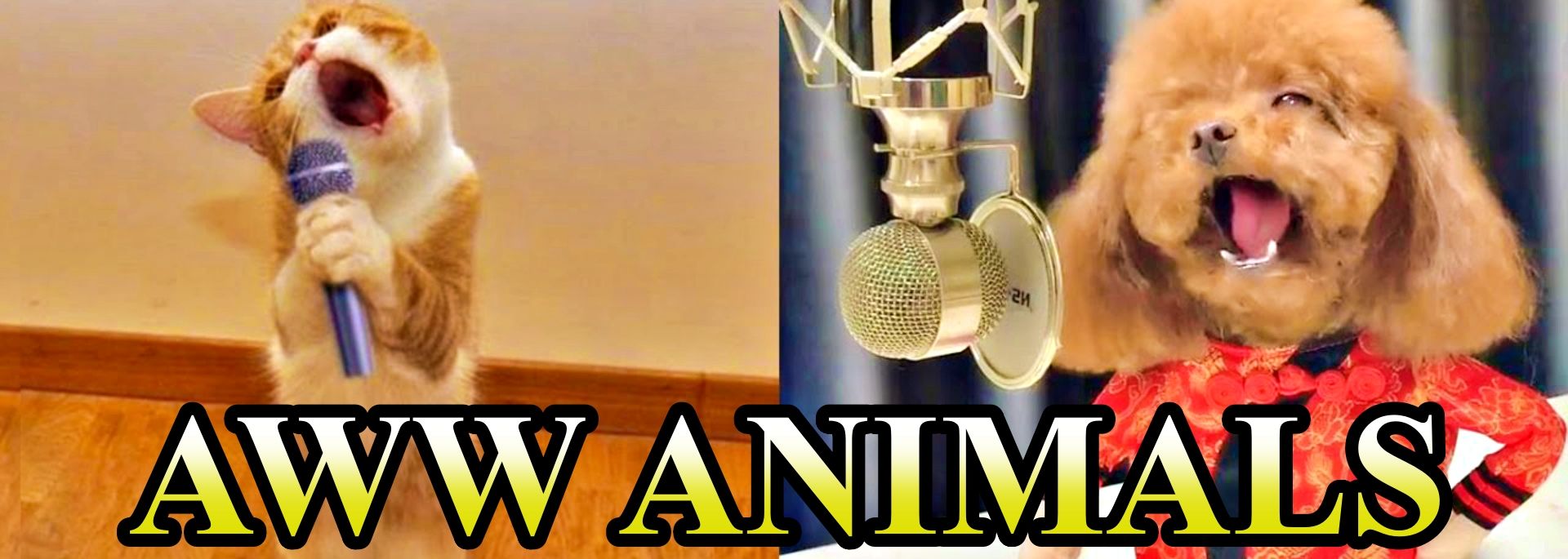 Aww Animals