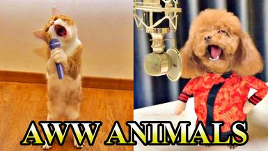 Aww Animals