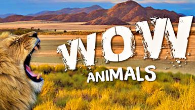 Wow Animals