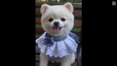 Aww - Funny and Cute Animals Compilation