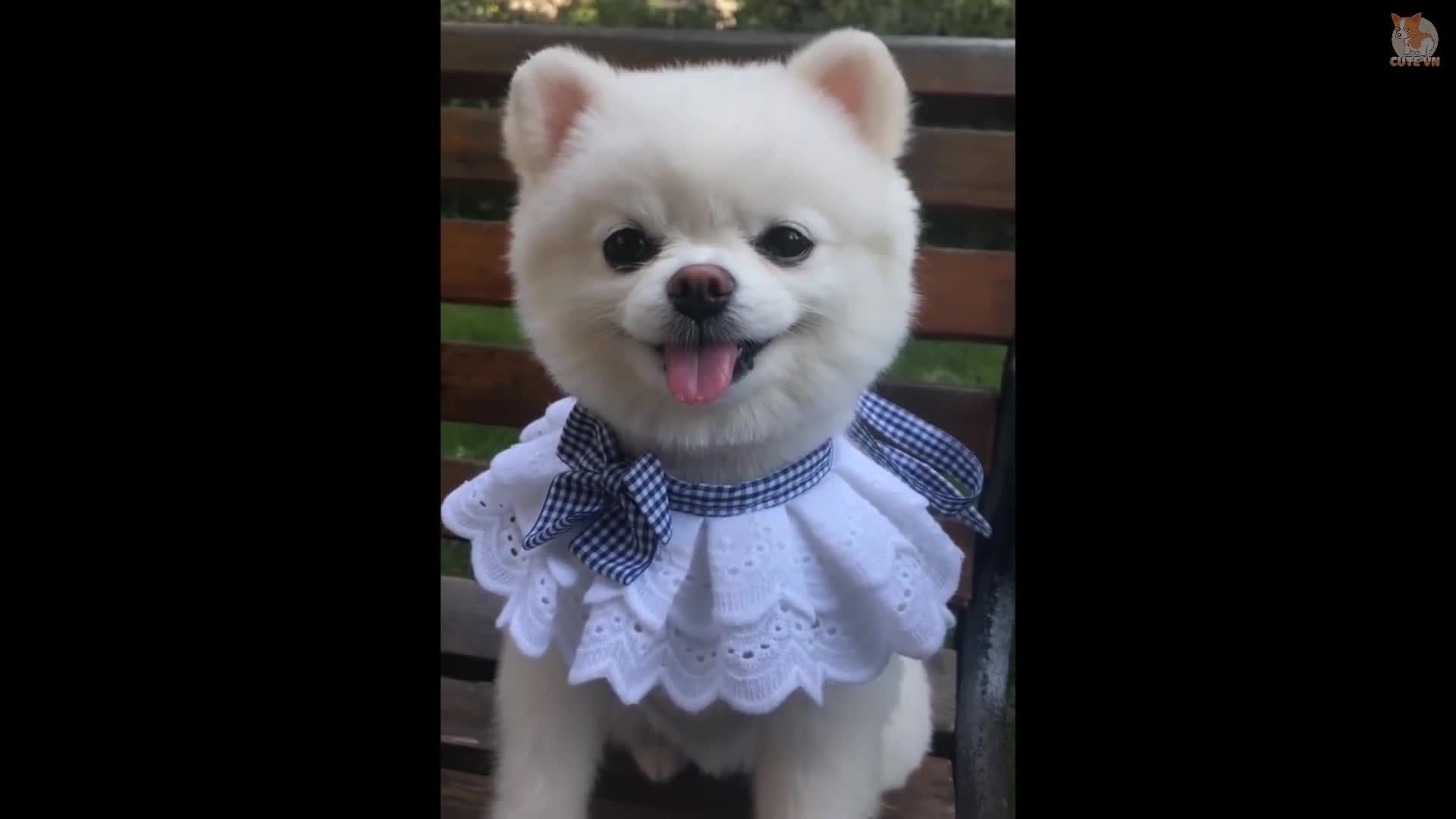 Aww - Funny and Cute Animals Compilation