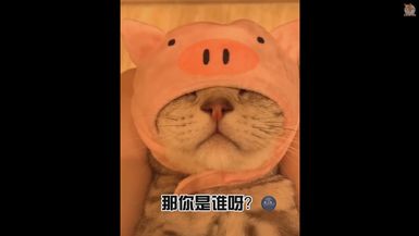 Aww - Funny and Cute Animals Compilation #3