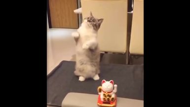 Aww - Funny and Cute Animals Compilation