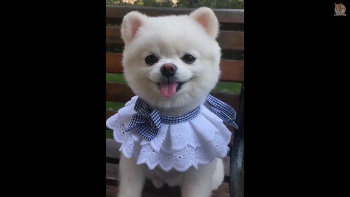 Aww - Funny and Cute Animals Compilation