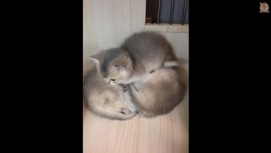 Cute is Not Enough - Cute Kittens In The World
