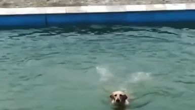 Super Cute Baby Animals - Funny Cats and Dogs Videos