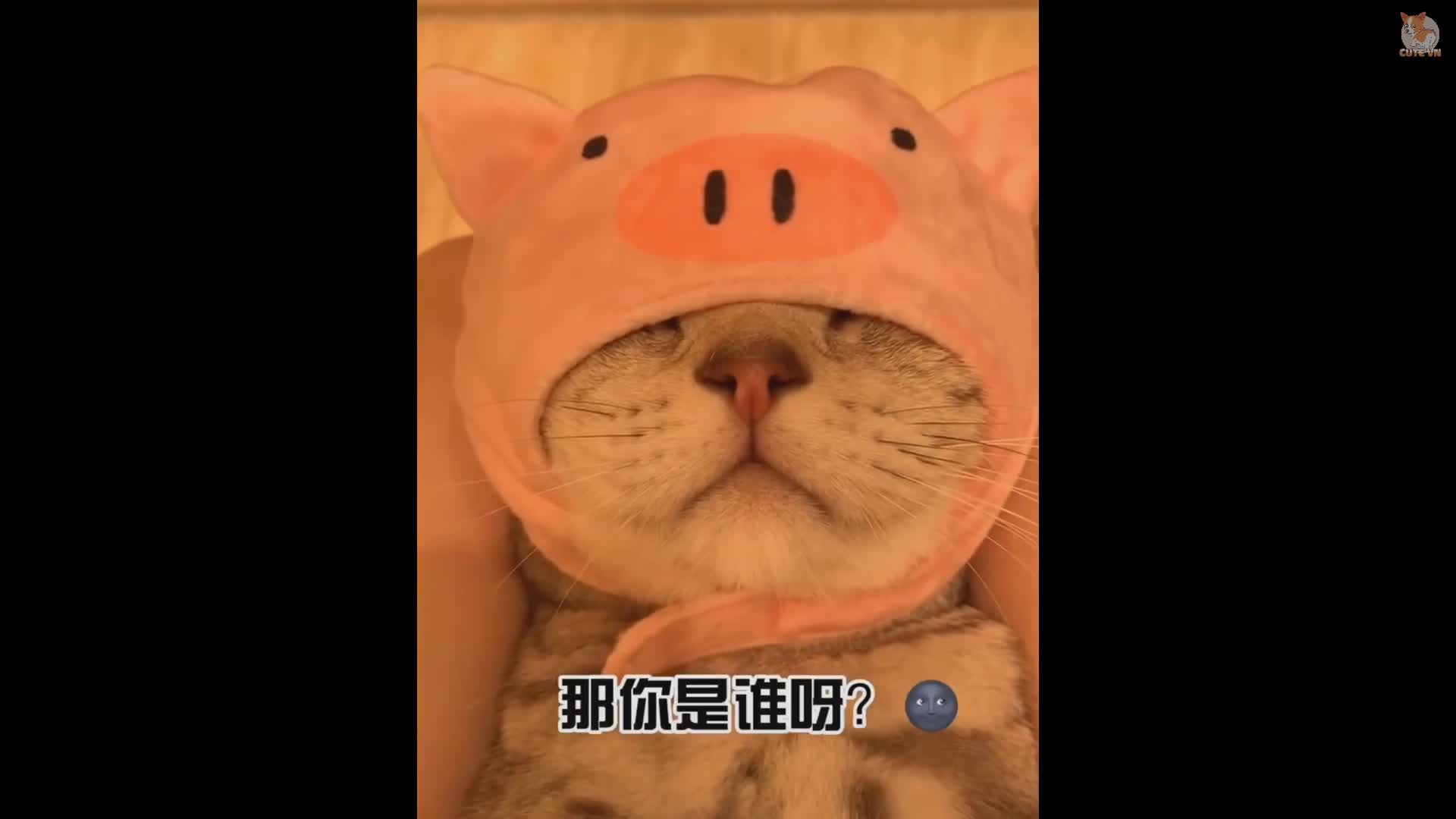 Aww - Funny and Cute Animals Compilation #3