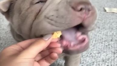 Baby Animals - Funny Cats and Dogs Videos Compilation #3
