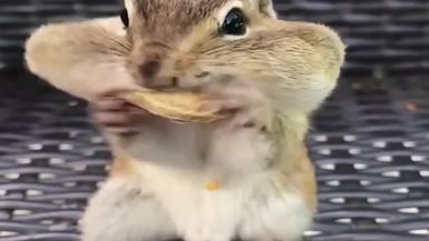 Baby Animals - Funny Cats and Dogs Videos Compilation #2