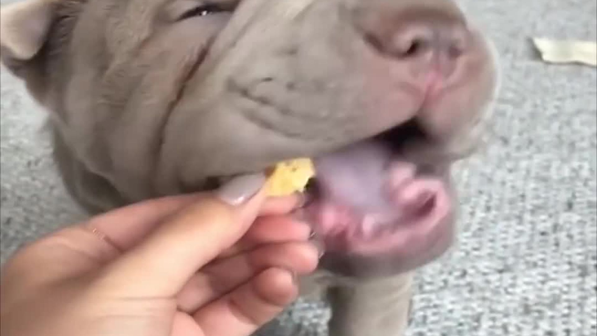 Baby Animals - Funny Cats and Dogs Videos Compilation #3