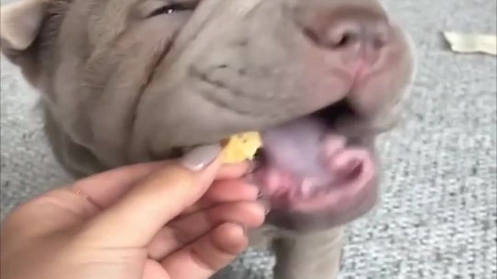 Baby Animals - Funny Cats and Dogs Videos Compilation #3