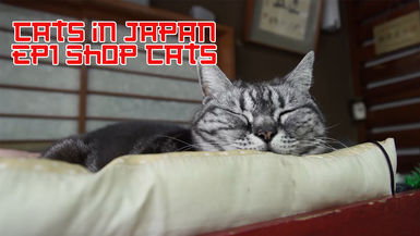 Cats Of Japan S1 E1