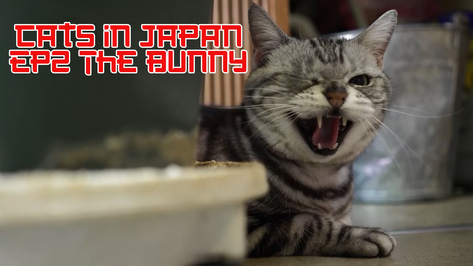 Cats Of Japan S1 E2