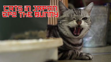Cats Of Japan S1 E2