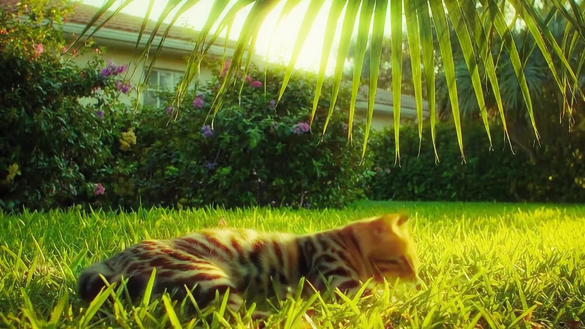 SHINING YELLOW - music video for The Stargazer Lilies